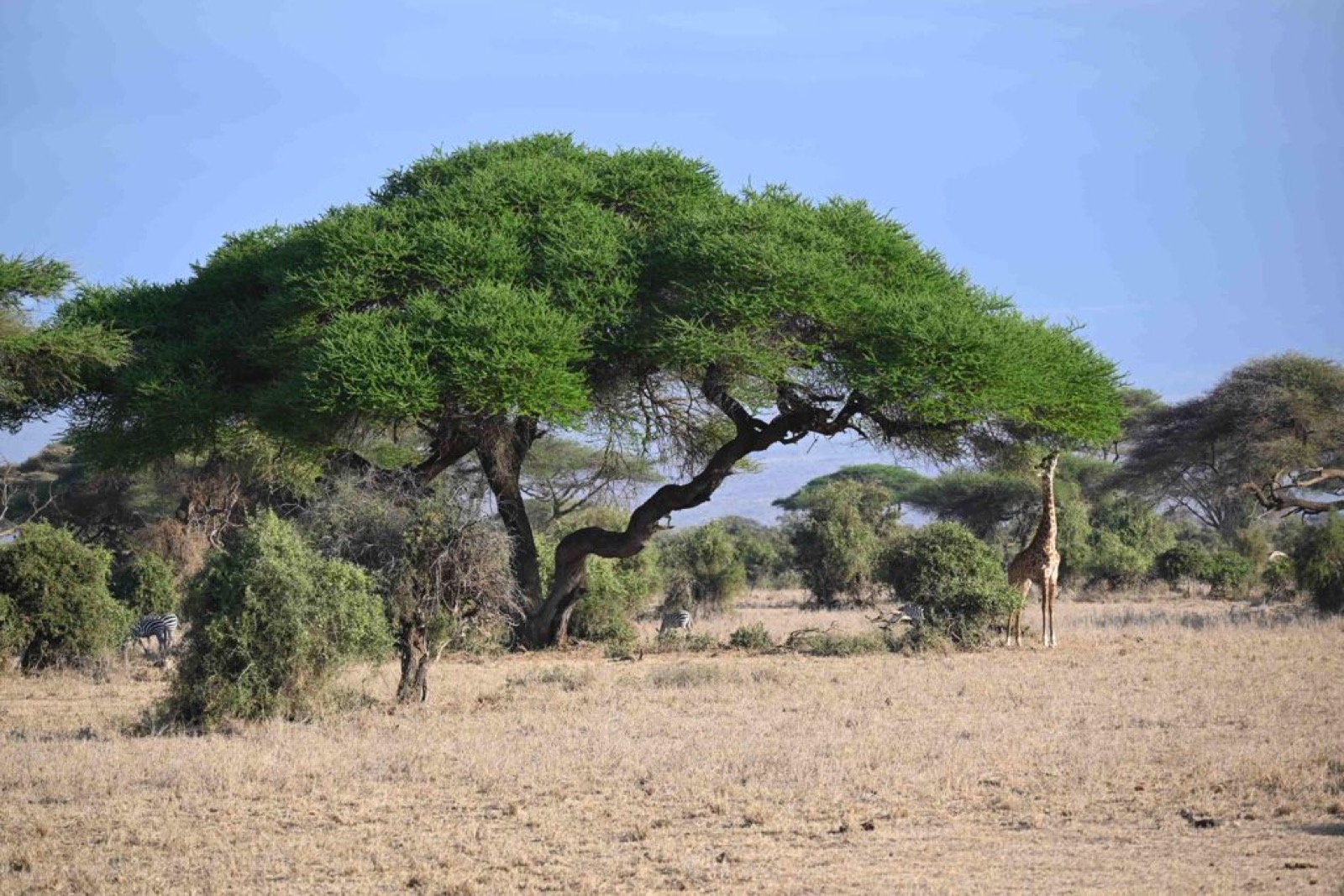 Giraffe and zebras under an acacia tree on safari in Kenya